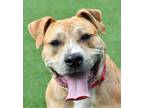 Adopt Buffy 1 a Pit Bull Terrier, Mixed Breed