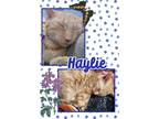 Adopt Haley a American Shorthair