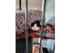 Adopt Maisie a Domestic Short Hair