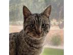 Adopt MK a Tabby, Domestic Short Hair