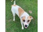 Adopt Otis a Labrador Retriever, Pit Bull Terrier