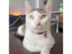 Adopt Dewdrop a American Shorthair