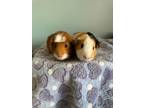 Adopt Rose and Sofia a Guinea Pig, Short-Haired