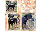 Adopt Delilah a Plott Hound, Labrador Retriever