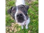 Adopt Vera Wang - ADOPTION FEE SPONSORED! a Pit Bull Terrier, Pointer