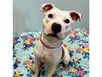 Adopt Fae a Mixed Breed