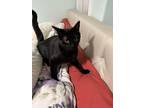 Adopt Edamame a Domestic Short Hair