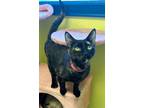 Adopt Diamond a American Shorthair