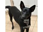 Adopt Nicole a German Shepherd Dog, Mixed Breed