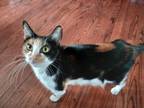 Adopt Lady a American Shorthair