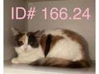 Adopt Abby a Dilute Calico