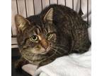 Adopt Esmee (f) 2yrs old brown tabby a Domestic Short Hair, Tabby