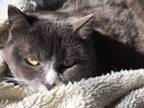 Adopt Mollie (f) 1yrs old Grey&white a Domestic Short Hair, American Shorthair