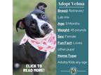 Adopt Velma a Labrador Retriever, Mixed Breed