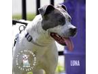 Adopt Luna a Pit Bull Terrier