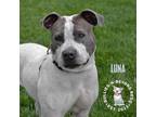 Adopt Luna a Pit Bull Terrier