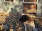 Adopt Haze a Saint Bernard