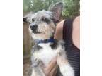 Adopt Izzabella a Yorkshire Terrier
