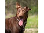 Adopt Sheeba a Chocolate Labrador Retriever
