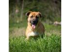 Adopt Stormi a Black Mouth Cur