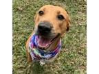 Adopt Moonlight a Black Mouth Cur