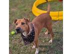 Adopt Moon a Black Mouth Cur