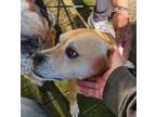 Adopt Phoebe -- Bonded with Maxus! a Terrier, Puggle