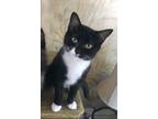 Adopt Kendal a Domestic Short Hair