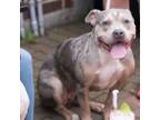 Adopt Josie a Pit Bull Terrier