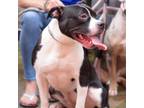 Adopt Ava a Pit Bull Terrier, Boston Terrier