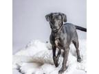 Adopt Buddy a Labrador Retriever, Mixed Breed