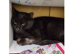 Adopt Smokey a Domestic Short Hair