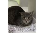 Adopt Ned a Domestic Short Hair