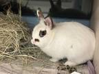 Adopt Marlow a Bunny Rabbit