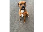 Adopt Bongo a Boxer