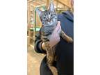 Adopt Toopy a Tabby