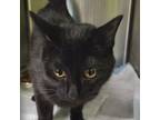 Adopt Oswald a Domestic Short Hair