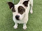 Adopt CARTER a Pit Bull Terrier, Mixed Breed