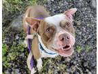 Adopt SHANE* a Pit Bull Terrier, Mixed Breed