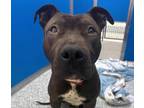 Adopt ZACHARY* a Shar-Pei, Pit Bull Terrier