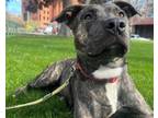 Adopt KNUTE* a Pit Bull Terrier, Mixed Breed