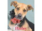 Adopt Harley a Catahoula Leopard Dog