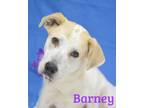 Adopt Barney a Labrador Retriever