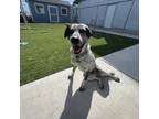 Adopt ANDY (Available March 4, 2024) a Australian Cattle Dog / Blue Heeler