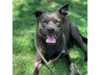 Adopt Benji a Labrador Retriever