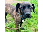 Adopt Dutch a Mastiff, Mixed Breed