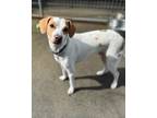 Adopt Kobi a Jack Russell Terrier