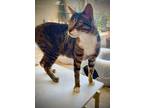 Adopt Goliath a Bengal, Domestic Short Hair