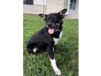 Adopt Beau a Australian Cattle Dog / Blue Heeler, Shepherd