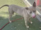 Adopt SCOOBY a Pit Bull Terrier